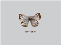 藏品(青雀斑灰蝶)的圖片